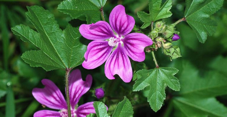 Propiedades saludables de la Malva