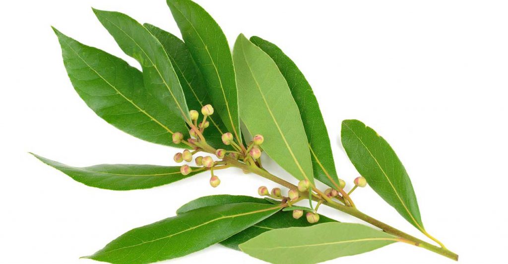 The Laurel in your life – Medical Pharma News  Modern health and technology news