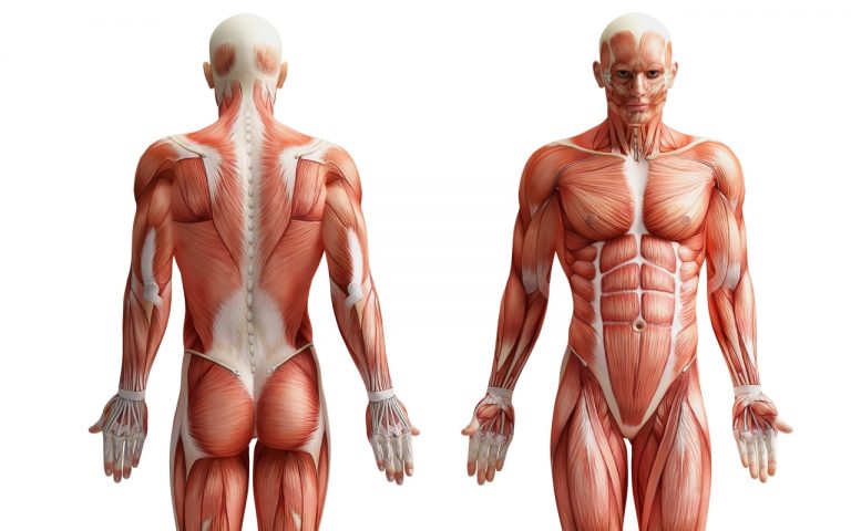 ¿Todo es esencial en nuestro cuerpo?