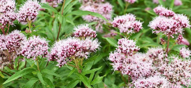 La Valeriana y sus beneficios