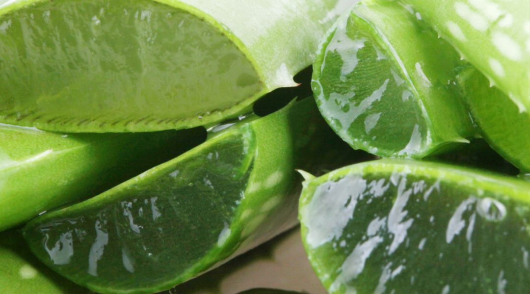 Aloe Vera as an analgesic? Medical Pharma News Modern health and