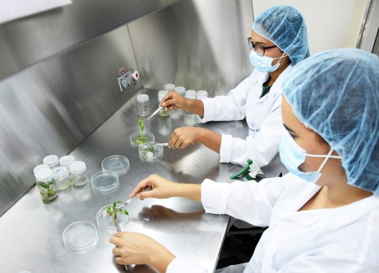 https://medicalpharmanews.com/wp-content/uploads/2024/05/Biotecnologia-vegetal1-768x553.jpg