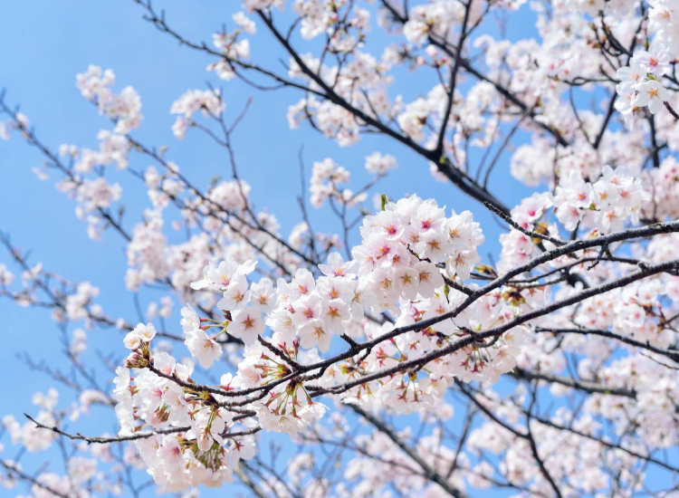 https://medicalpharmanews.com/wp-content/uploads/2026/04/Primavera.png