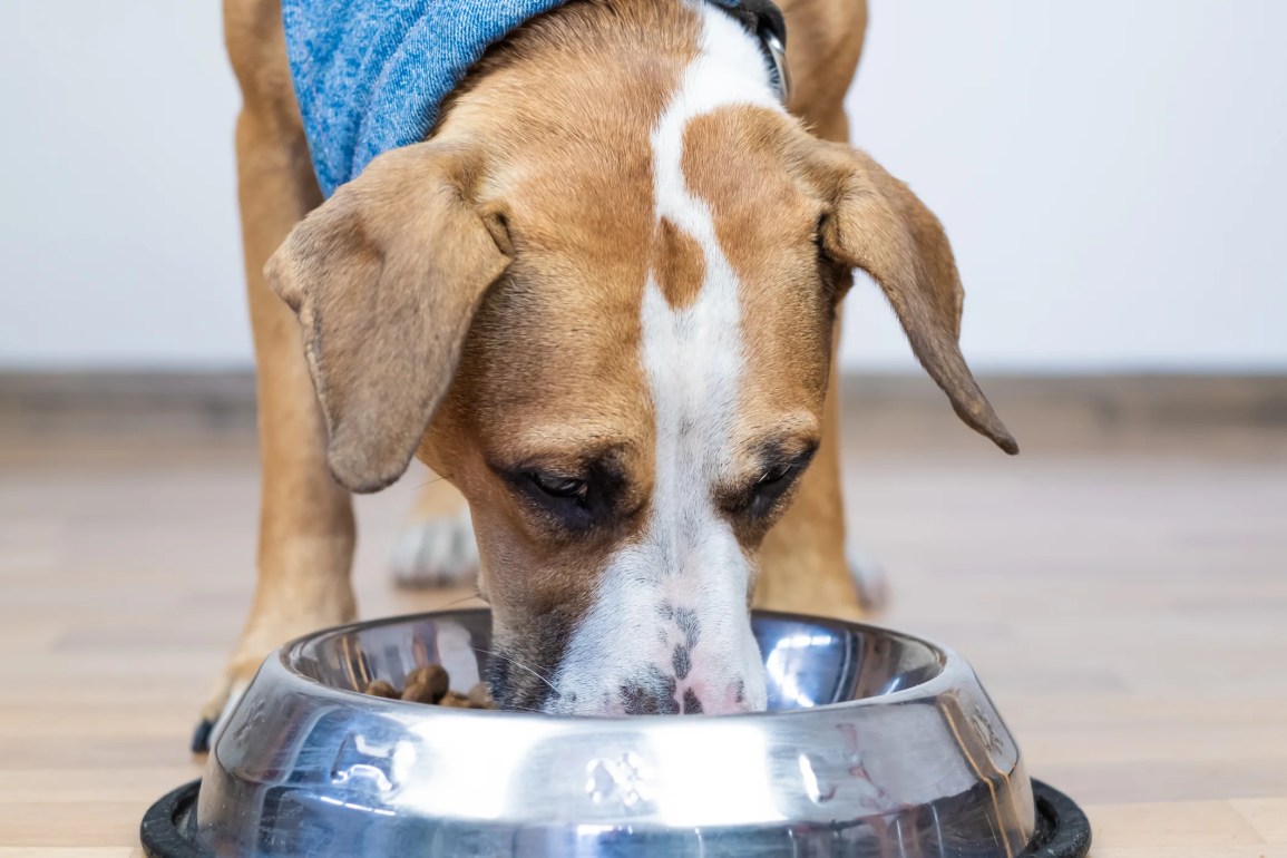 Perro comiendo del tazón de comida